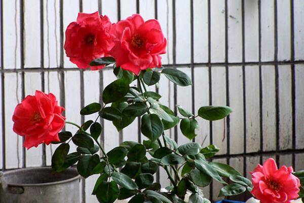 几月份扦插长寿花 d148d80bc2ec43fb914dd242e9430967.jpeg