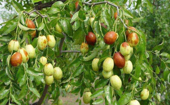 梦境解析,周公解梦大全之树上有枣,折下是好大的桃至子 梦境解析,周公解梦大全之树上有枣,折下是好大的桃至子