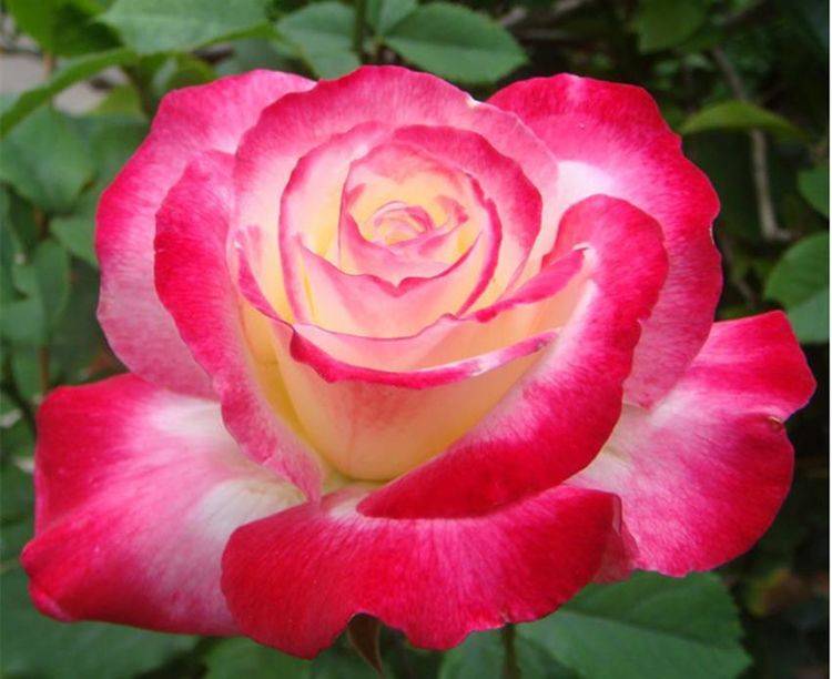 原创世上最美最香的两种花,美如西施,香过桂花,养殖简单又容易