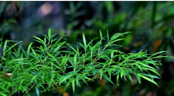 树什么竹成语_成语故事图片