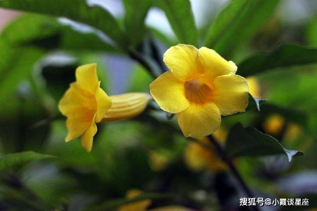 明天开始,运势艳阳高照, 3生肖,偏财如雨下,好日子风光无限