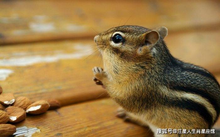 属鼠和属什么最配 f705a7814cd444978d644bfb1d781b38.jpeg