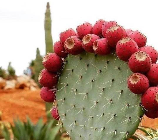 多肉怎么长粗不长高 f9afd8fcf0f849148f3d30ec05735488.jpeg