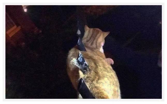 貓咪身體被欄杆刺穿，男子火急火燎請來醫生，想和死神爭分奪秒 萌趣萌寵 第3张
