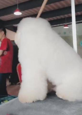 狗狗修毛時打瞌睡，一閉上眼睛後，狗子摔得懷疑狗生！ 萌趣萌寵 第4张