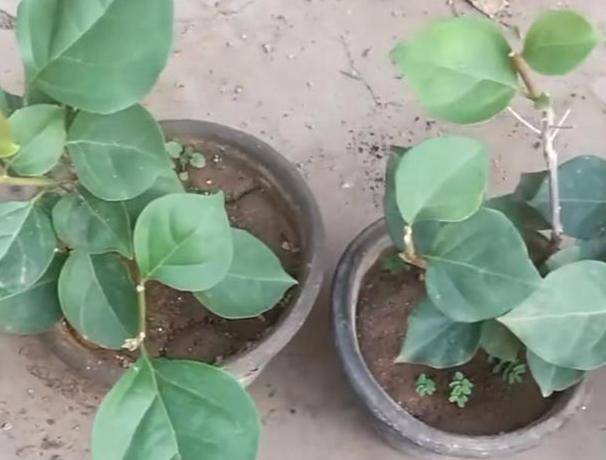 怎么样才能变白不用花一分钱 463c22fc7790461e90a680f3fbddb7e6.jpeg