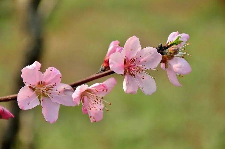 免费算桃花正缘 4cc3ec85734d4d90a583294708263340.jpeg