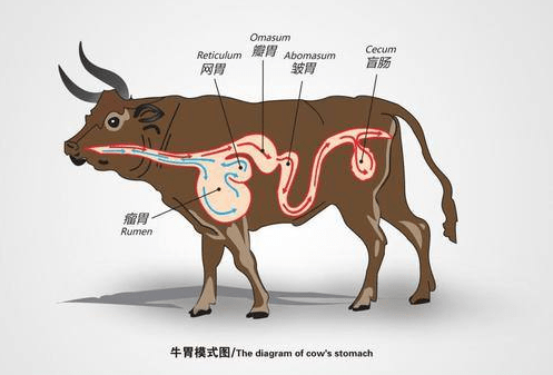 原创为什么牛有4个胃而人却只有1个胃
