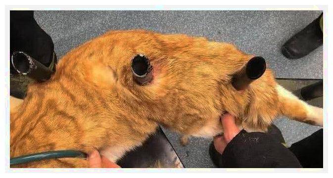 貓咪身體被欄杆刺穿，男子火急火燎請來醫生，想和死神爭分奪秒 萌趣萌寵 第2张