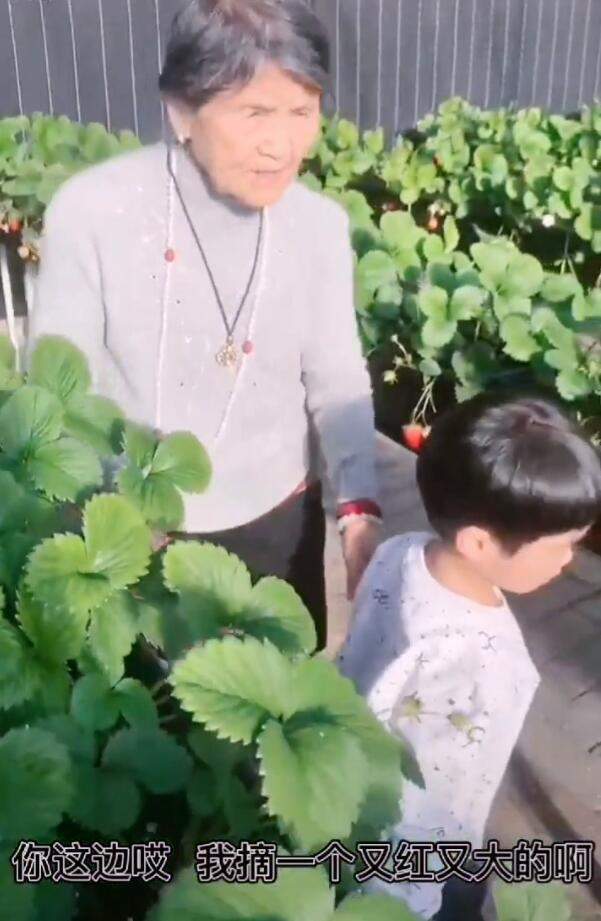 黄圣依婆婆超豪气,建空中草莓棚带孙子采摘