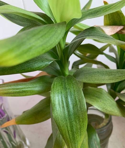 富贵竹几天换一次水最佳冬天 4eec933371604e09aa5f54e02a09f00f.jpeg