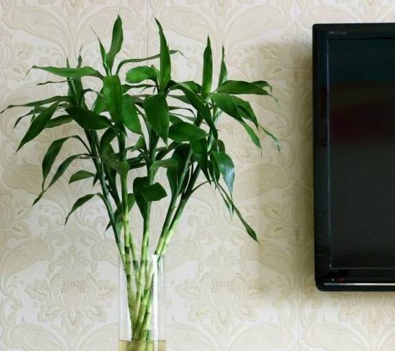 富贵竹叶子发黄怎么救已有根 5bf69146929c42e3a4bd8800f94382d5.jpeg