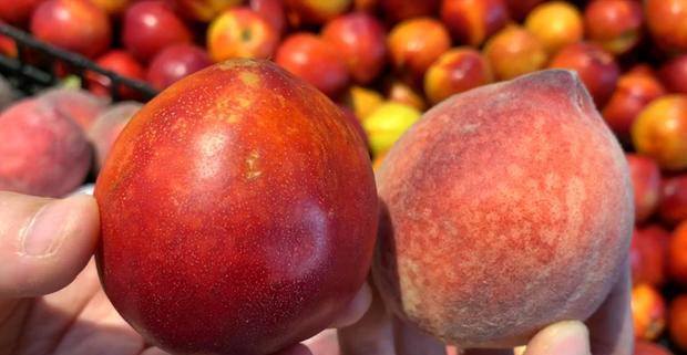 怎么样挑选桃子好吃又甜 b723c067e57a49ba8cc85591a86a8093.jpeg