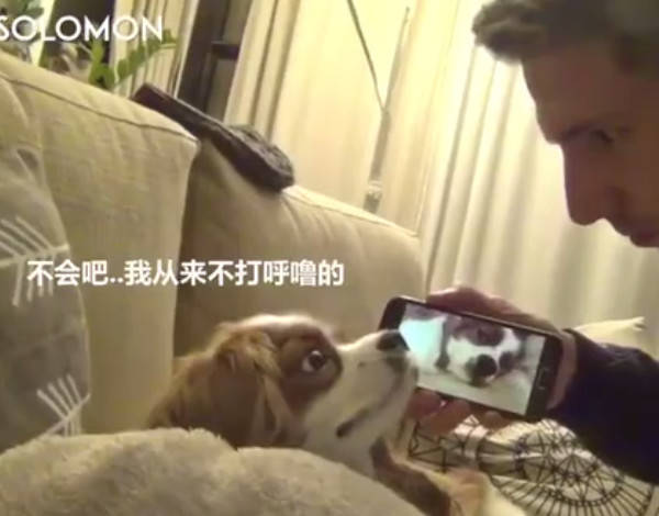 狗狗打呼嚕樣子被主人拍下來，播放給它看的時候尷尬的望著主人 萌趣萌寵 第2张