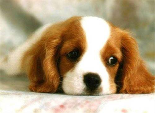 狗为啥不能吃糖 24cbbbdef02b491db1242b6f8866fa3f.jpeg