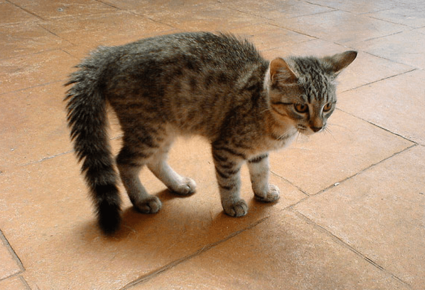 猫咪为什么会"弓着背"?不一定是生气了,还有这6个原因