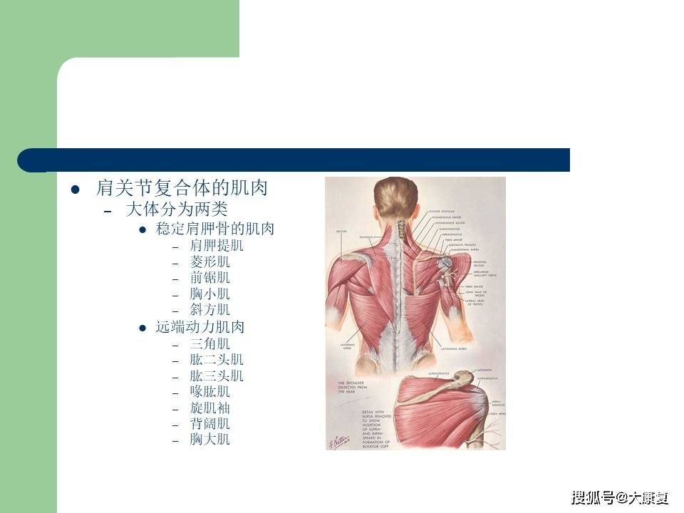 肩关节复合体的生物力特点