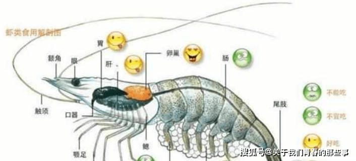 而不管是大虾还是小龙虾,头部都没有排泄器官,所以肯定不是"屎"
