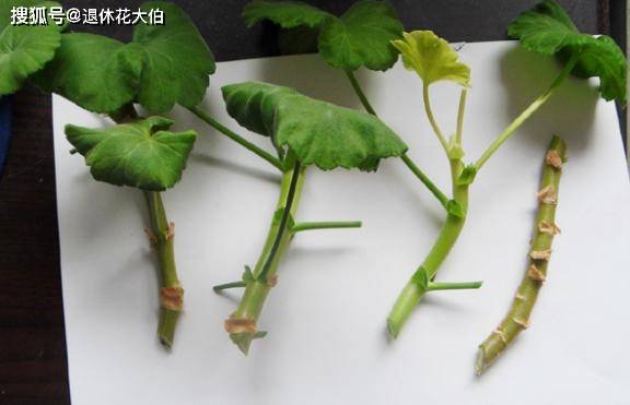 爱之蔓叶片扦插 80c3feda251249e0bbe5d0c31164cf38.jpeg