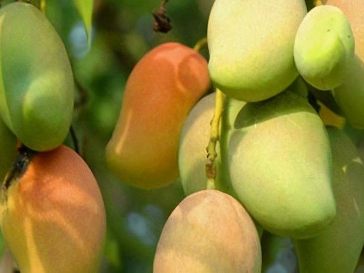 什么是黄皮什么是偏黄皮 8d177b17680d4a76a382e607f8b58ad1.jpeg