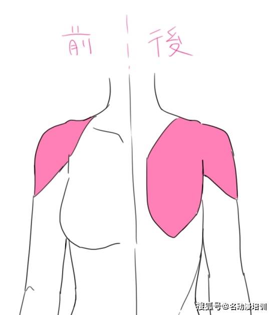怎么画好人物背部轮廓
