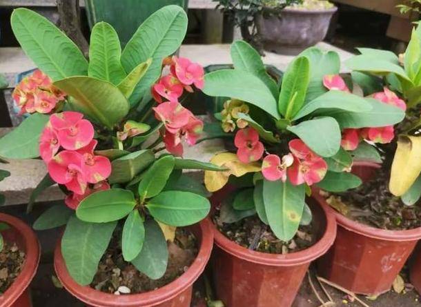 没时间打理花草该养什么?盆栽虎刺梅牢记4点,花苞四季开不停