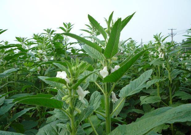 怎么晒红薯叶子 0713c9b8b77e44cabc067a1237576642.jpeg