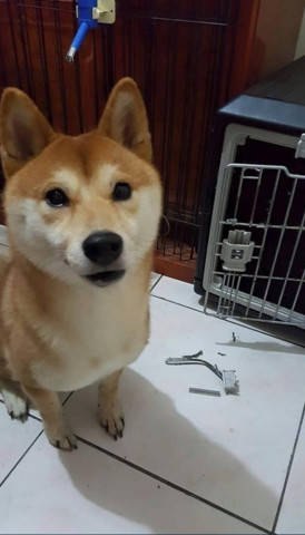主人上班將柴犬鎖籠子裡，回來後柴犬還來開門，主人心都碎了 萌趣萌寵 第4张