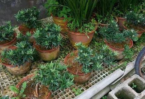 有哪些好养的室外盆栽花卉 3282efe6149246cdb2d6928db720674c.jpeg