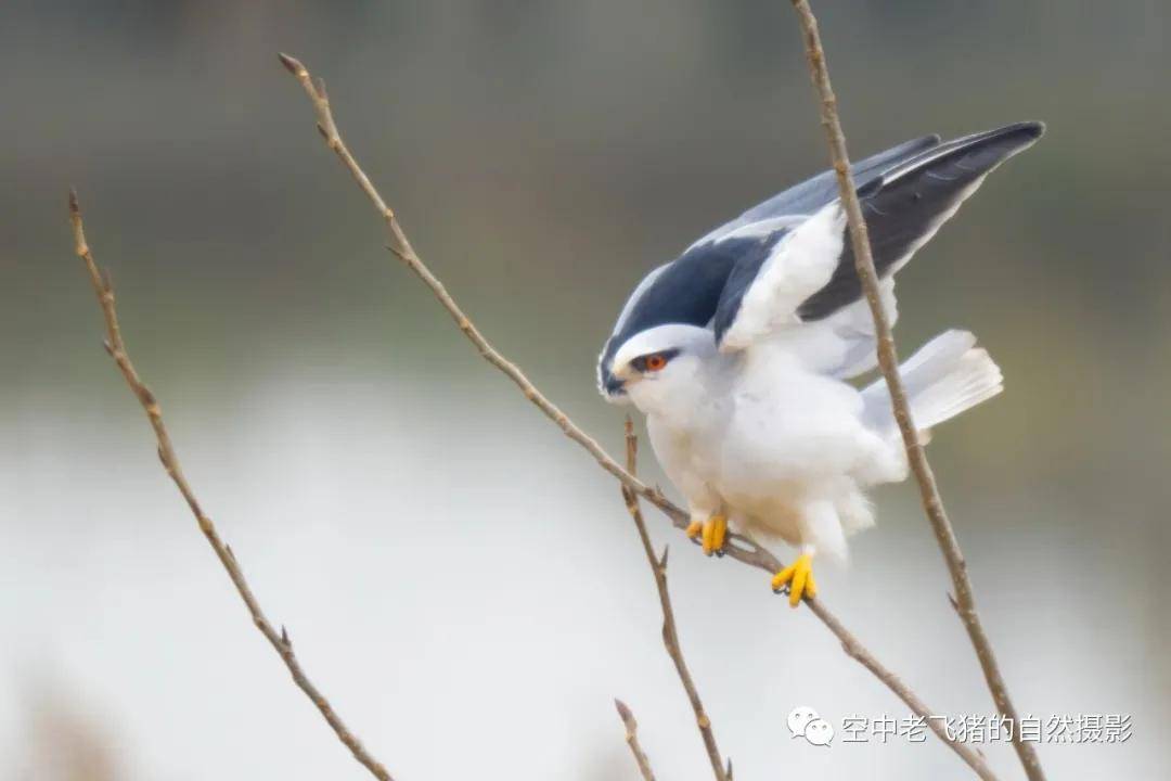 加沃特舞曲电子琴曲谱