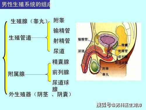 尿道球腺和尿道旁腺可别小看两个配角的作用,它们的少量分泌物在性交