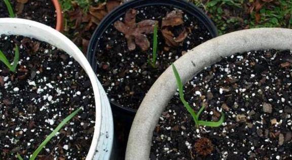 怎么养花土壤透气 3b73955d33984feaa25fa9481a0f89b2.jpeg