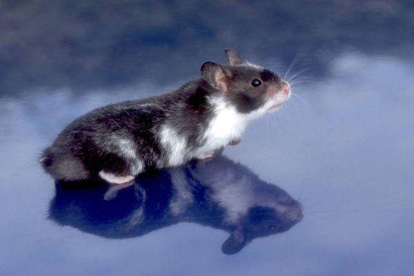 鼠是什么年份 81267d785b284a49ae95a794754b3b58.jpeg