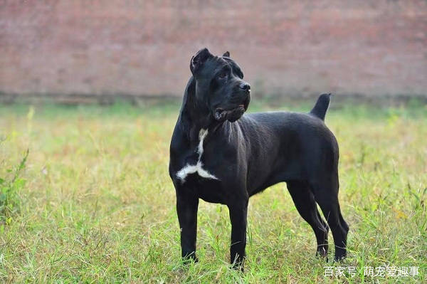原创世界十大凶犬最新排名,很多国家都严禁饲养