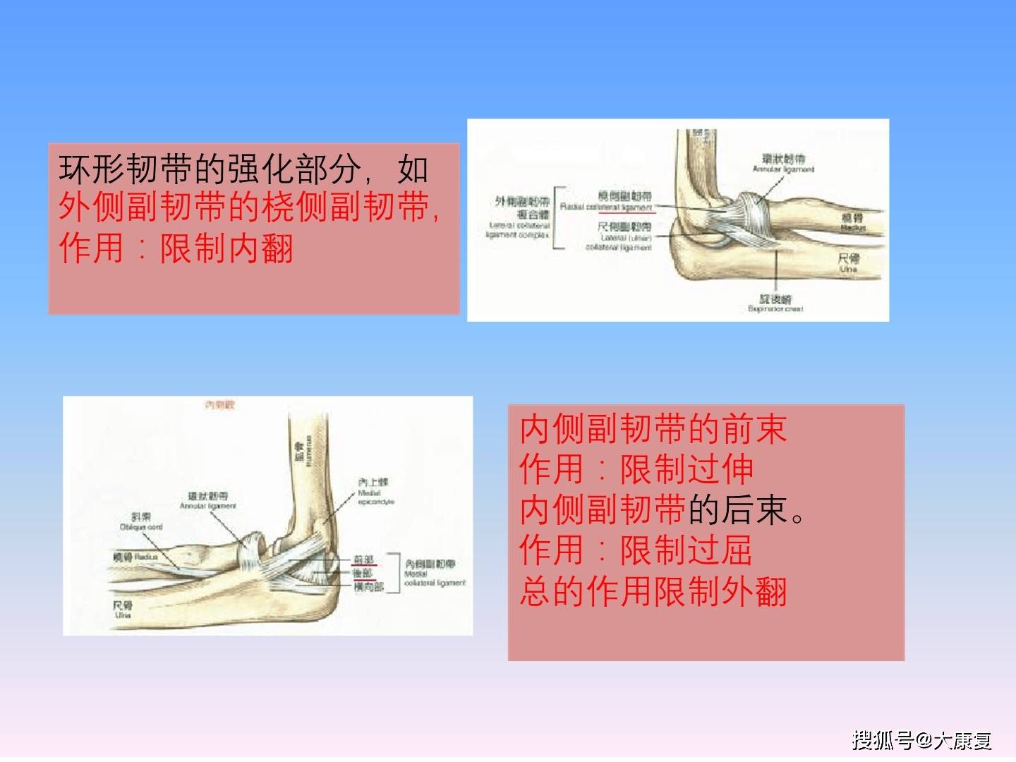 前臂功能解剖