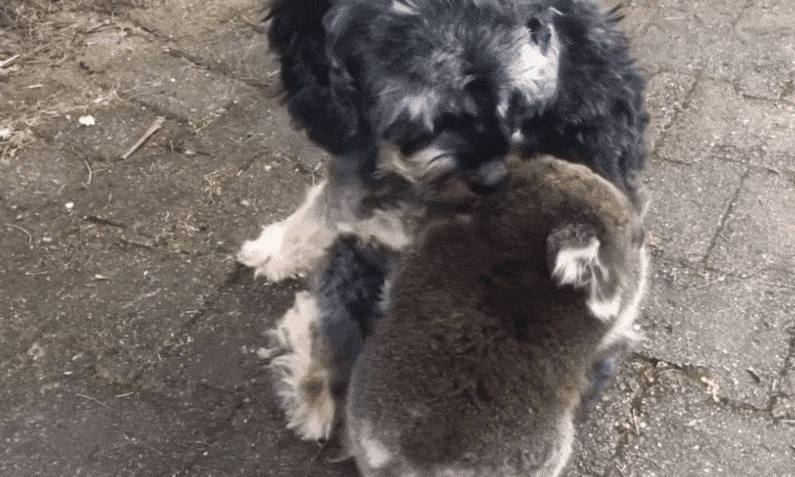 有可能托尼(狗狗)是在跟小考拉说: