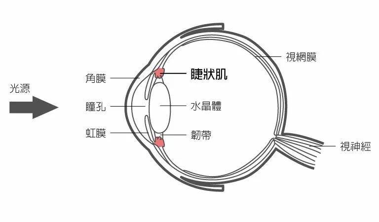 由于眼长期看近方,眼的调节过度,睫状肌紧张并向前移,前房变浅变狭小