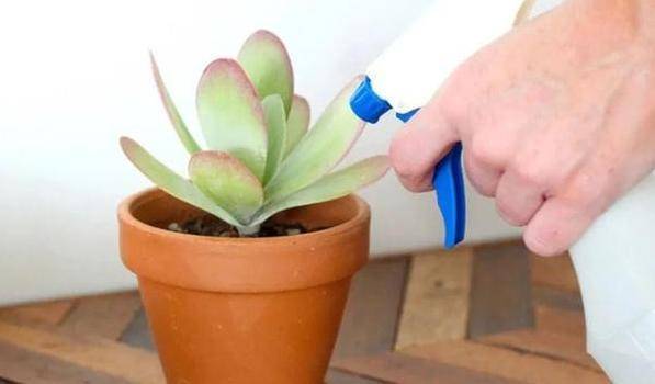 多肉植物怎么用叶片养护 c716f7dd3bc84369875eebb66fac5293.jpeg