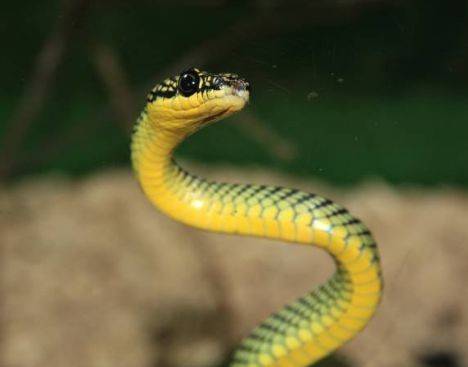 蛇贵人是什么 dc6bef90b5ce4efdbf9a2aa3d1ba3334.jpeg