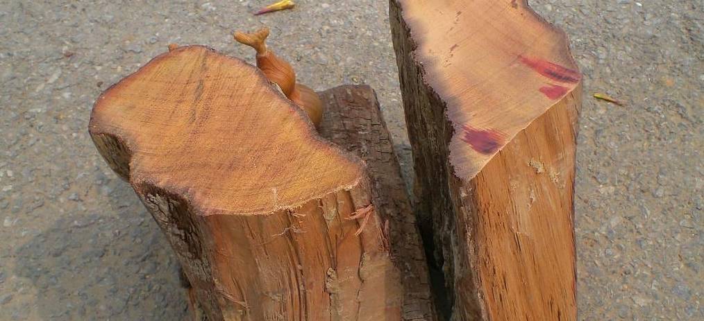 了解世界级正规木材:沉香木