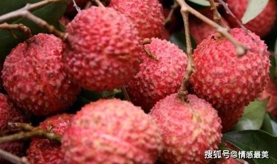 小孩子可以吃太多荔枝吗 0f5193bd825947df83a8cf792259dd69.jpeg