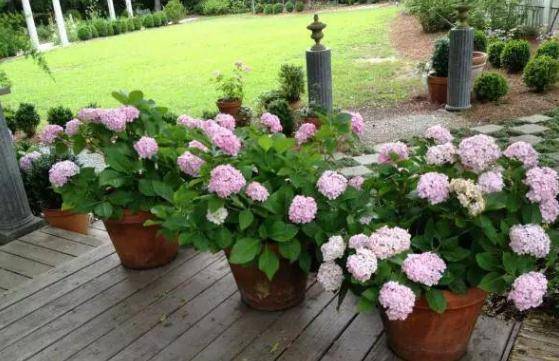 盆栽花怎么种植 8045468fc8084a8897c16bf1cb83a2d9.jpeg