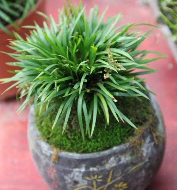 随手香养殖方法 c6ea28241f09431a8d58baa2bbf64099.jpeg