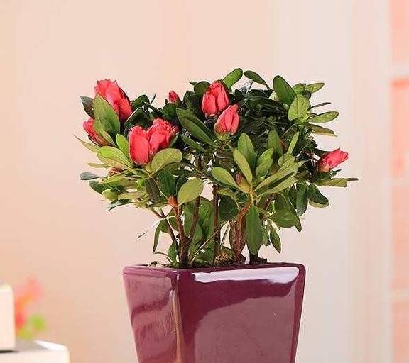 花卉排名_花卉线描