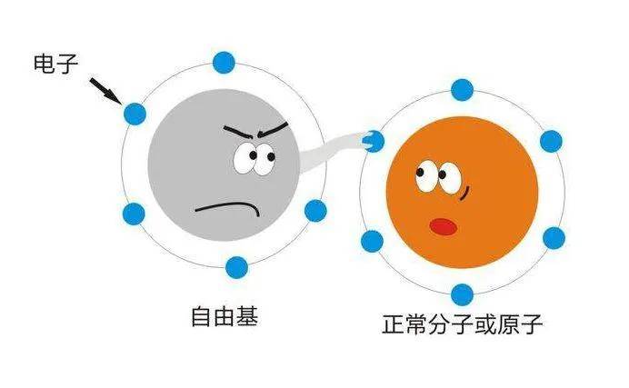 自由基对人体影响 ca332cecf40e4b11807648c1891927c6.jpeg
