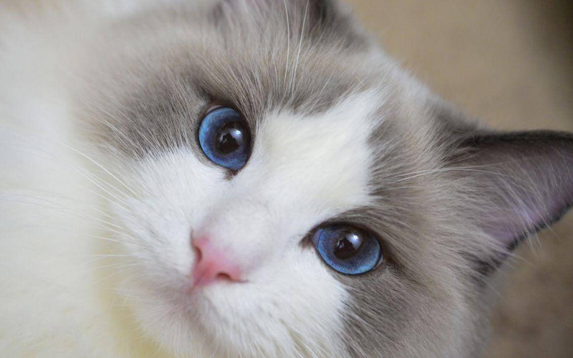 什么宠物猫不容易掉毛 e197db7d4bb24d90af1b6239bbafd9d6.jpeg