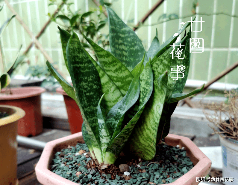 冬天怎么养虎皮兰 452869aadd974ce6854dc658d5f33352.png