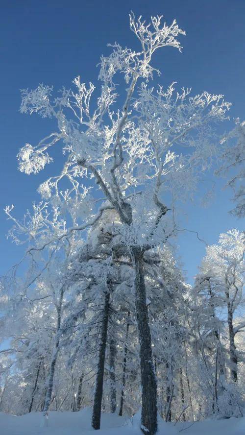 散文:雪,慢时光