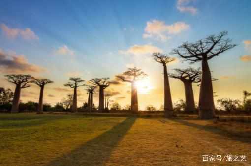 非洲最神奇的树，结超级水果可存2吨水，当地人称之为“生命树”