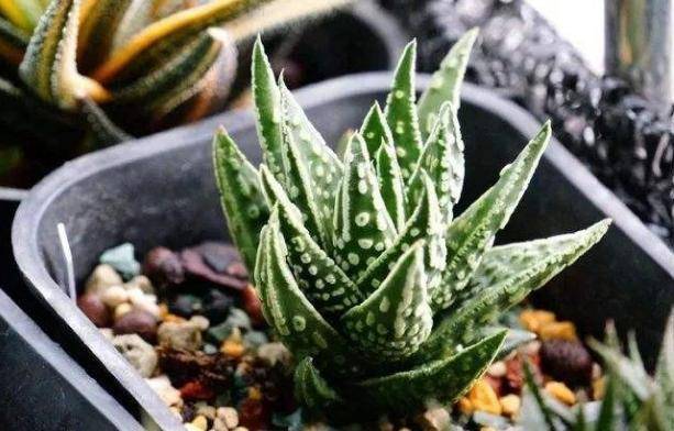 咋样快速长肉 a56d11129c314e13b37b01ea9a0e04af.jpeg